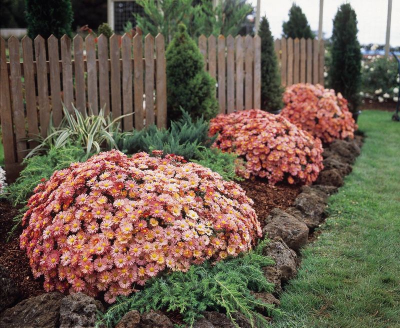 Expect a living plant, not an identical store display