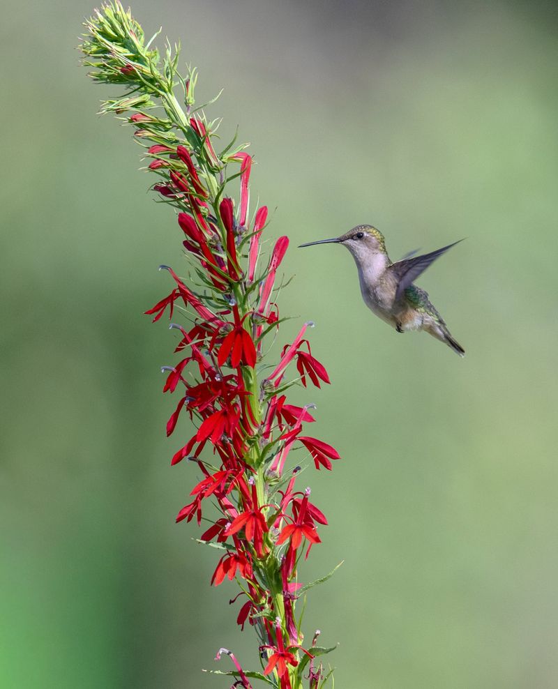 Expect late-summer-through-fall flowers