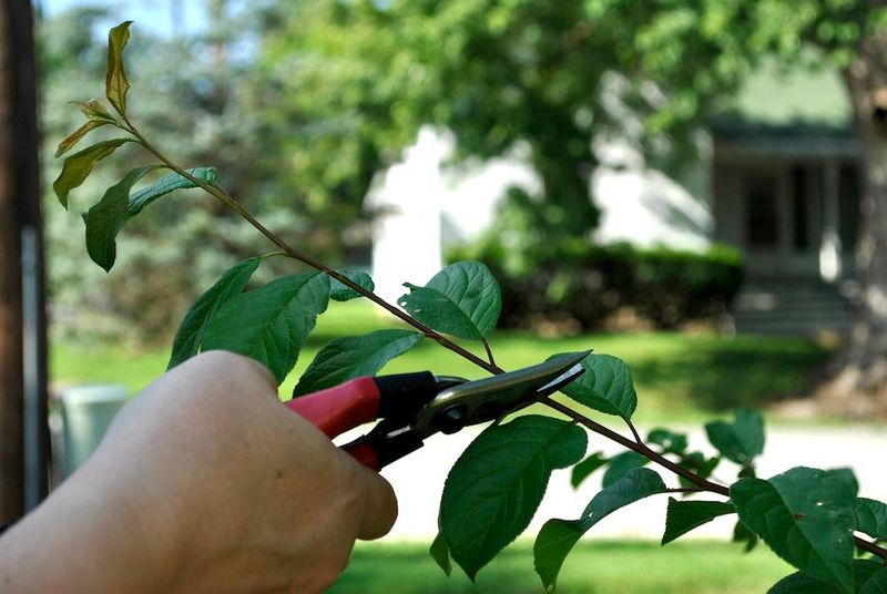 Expect lighter pruning, not a maintenance-free tree