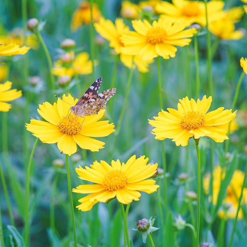 Expect more plants and possible blooms—not a guaranteed flower count