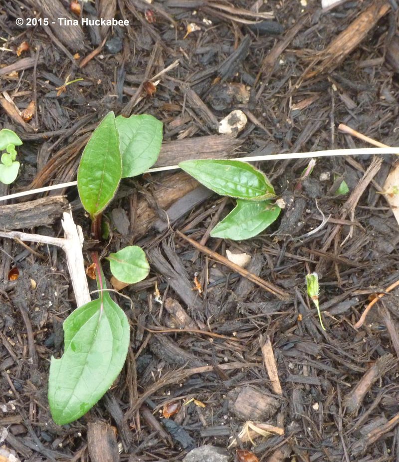Expect seedlings before flowers, especially from saved hybrid seed