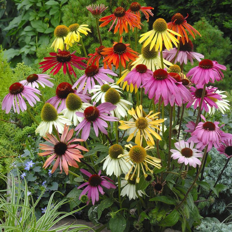Expect seedlings, not exact copies