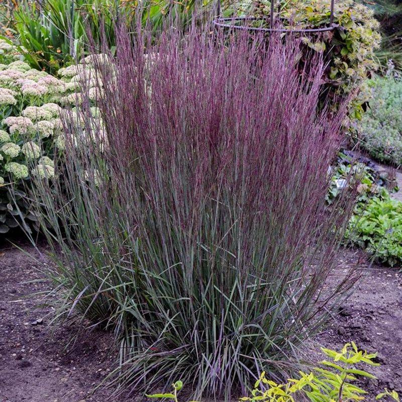 Expect stronger color and structure from summer into winter Expect stronger color and structure from summer into winter