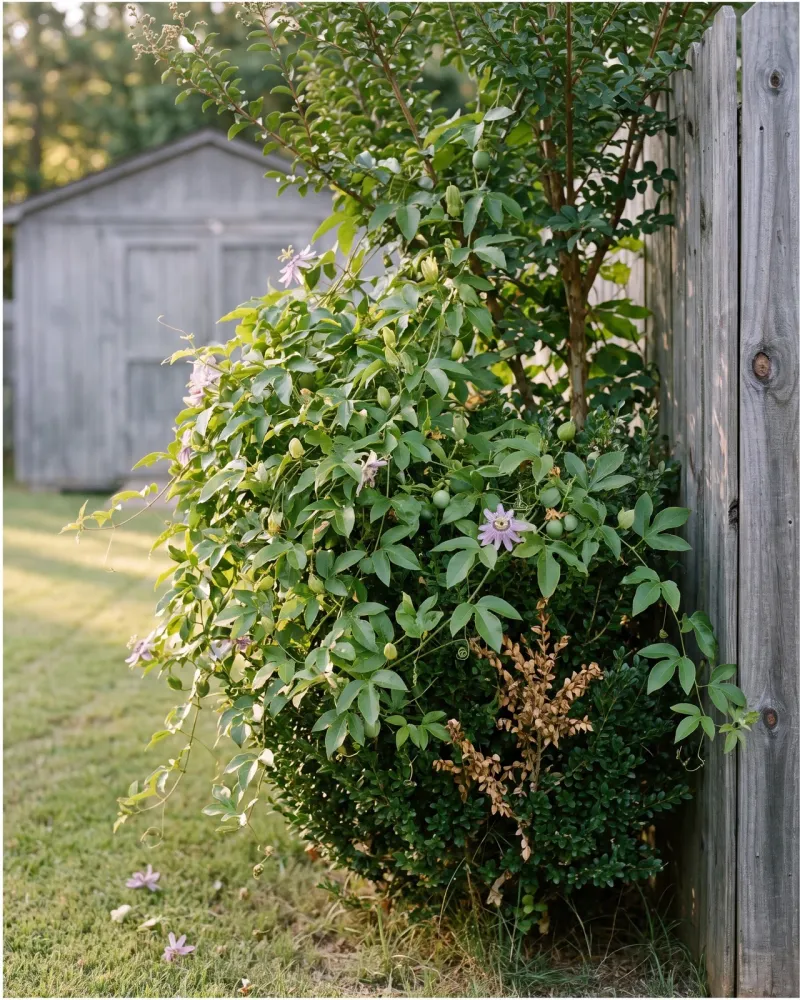 Expect successive warm-season flowers, not year-round coverage