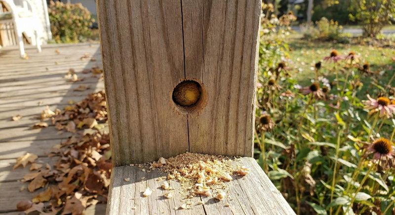 Exposed Wood May Add Nesting Opportunities Near the House