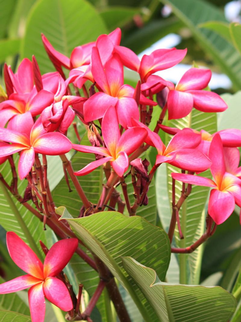 Extreme heat is a stress risk, not a plumeria deadline