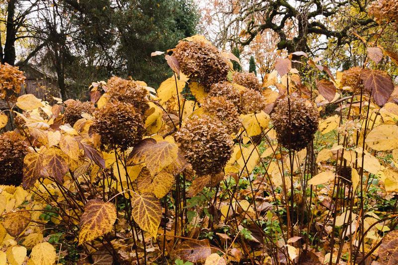 Fading flowers do not automatically call for a fall haircut