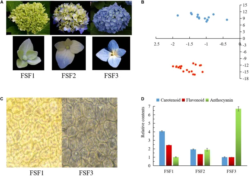 Fading sepals reveal more green as pigments change