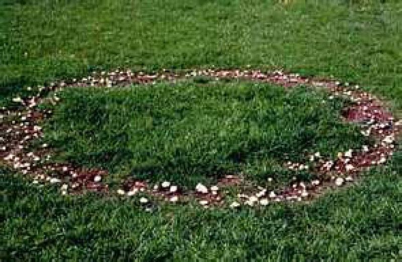 Fairy rings reveal patterns beneath the surface Fairy rings reveal patterns beneath the surface
