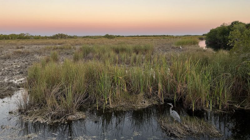 Fakahatchee Grass