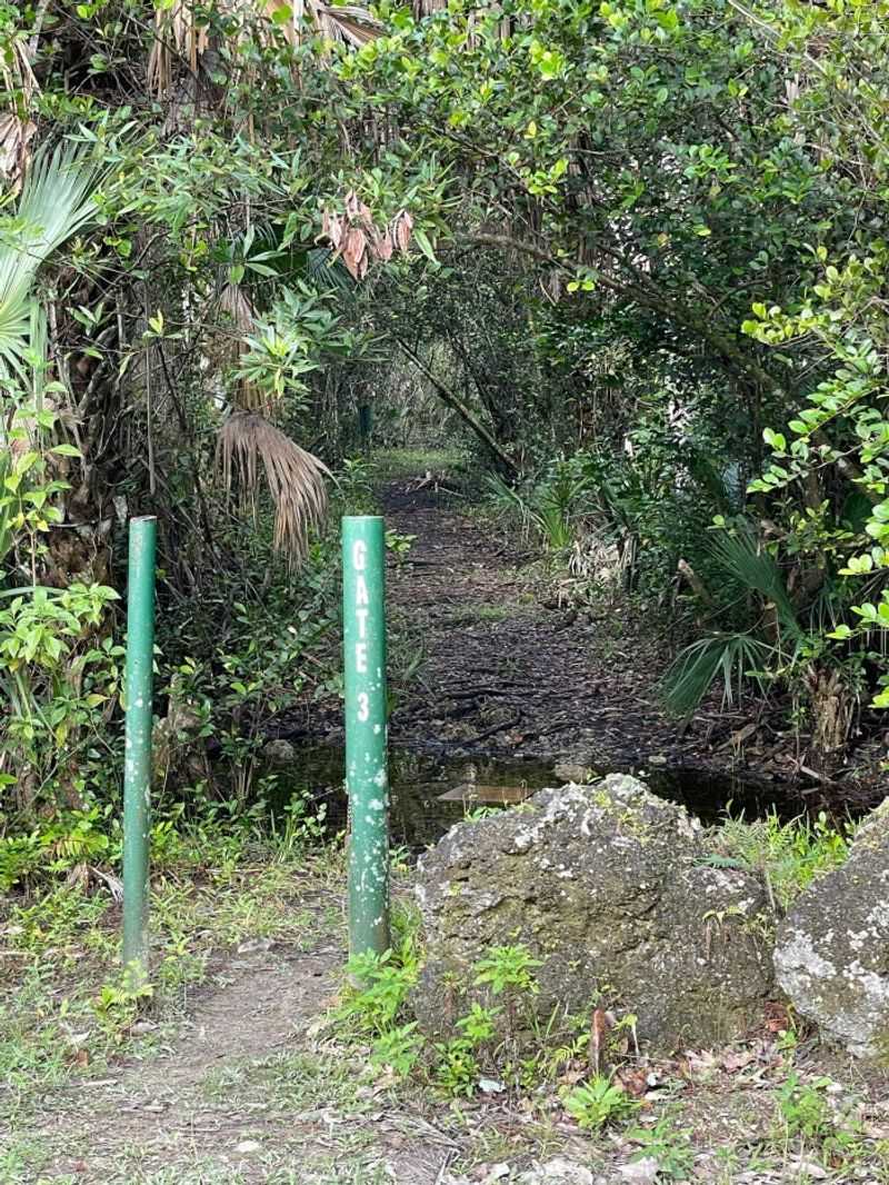 Fakahatchee Grass
