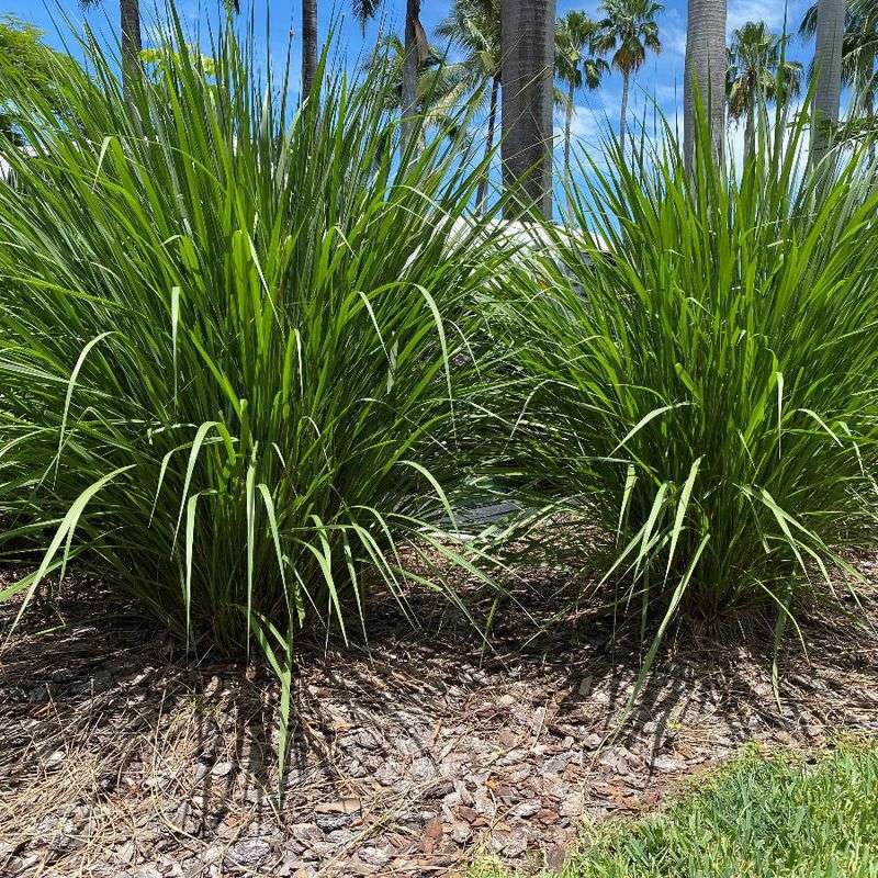 Fakahatchee Grass