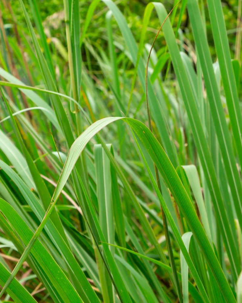 Fakahatchee Grass