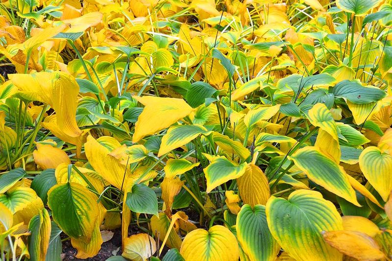 Fall Flop Usually Means Dormancy, Not Failure