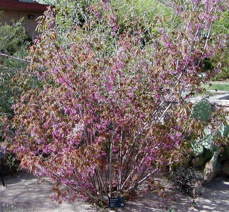 Fall Is Usually a Favorable Time to Plant in Texas