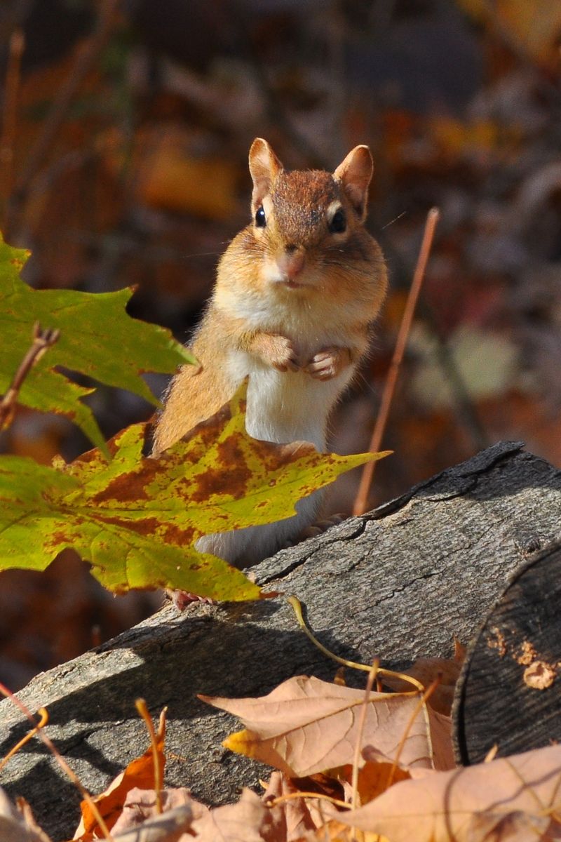 Fall activity can make chipmunks more visible