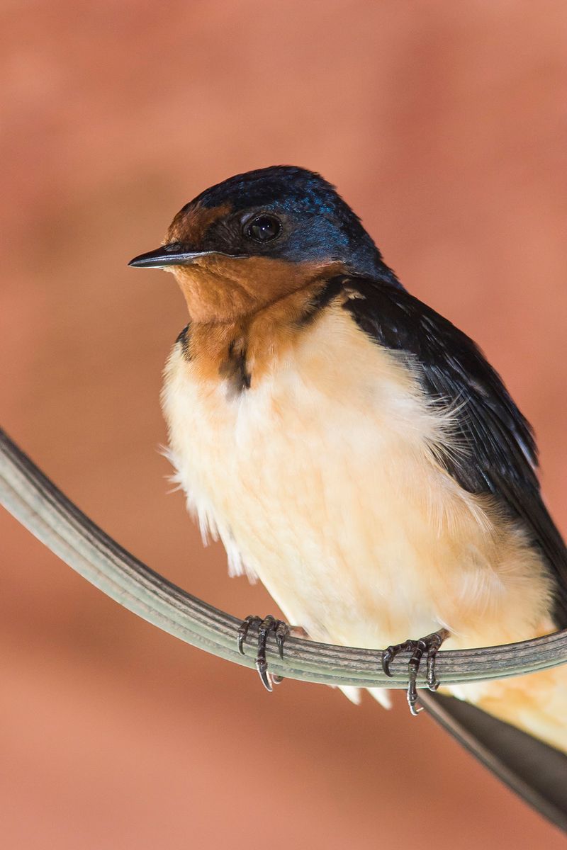 Fall activity does not automatically mean fall nesting