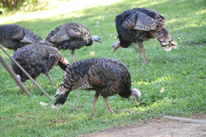 Fall can change diets and flock patterns