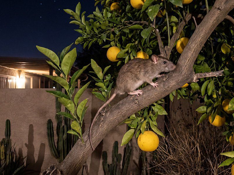 Fall can reveal damage without creating a rat season