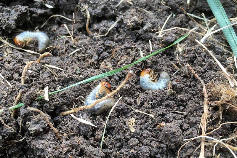 Fall cleanup is not a proven Japanese beetle prevention method