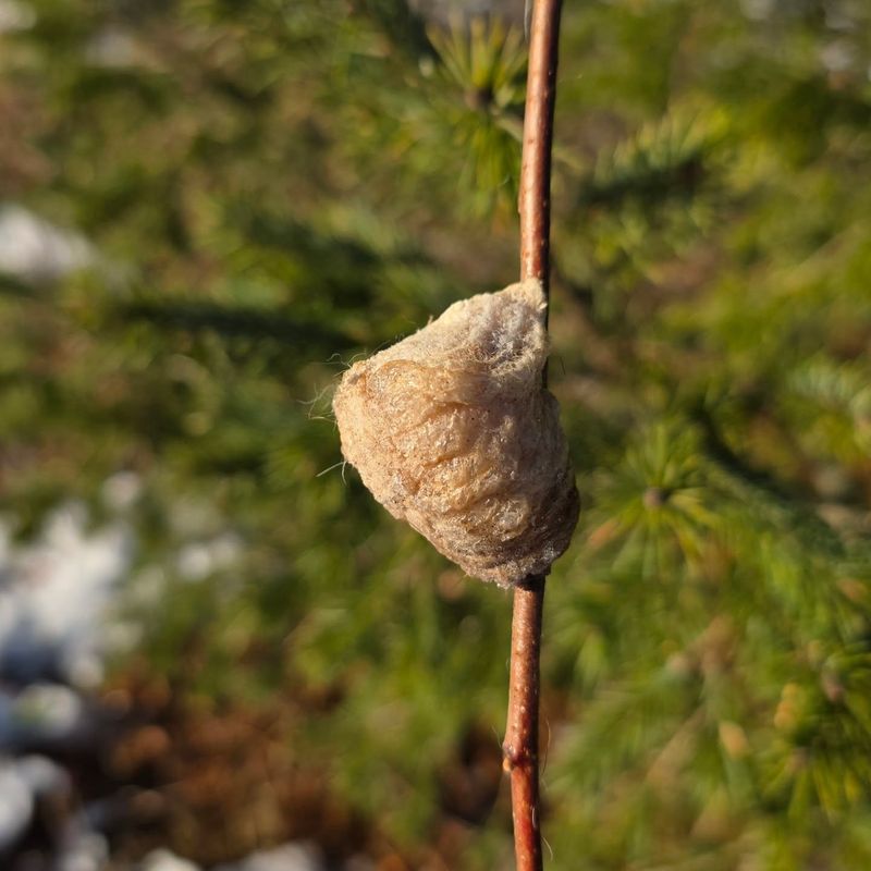 Fall cleanup may reveal oothecae that overwinter until spring