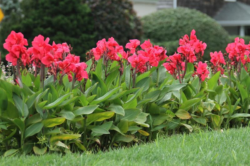 Fall division does not guarantee bigger blooms Fall division does not guarantee bigger blooms