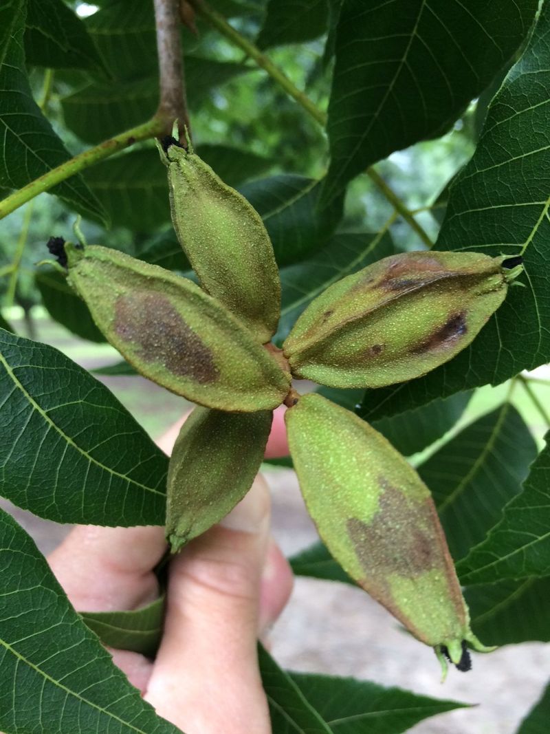 Fall drop can signal a water-and-crop-load squeeze