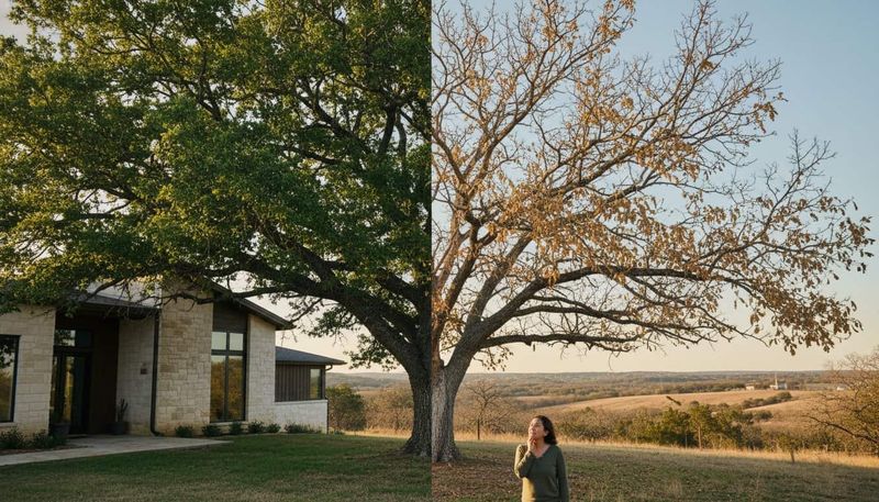 Fall inspection is useful; an invasive oak-borer outbreak is not established