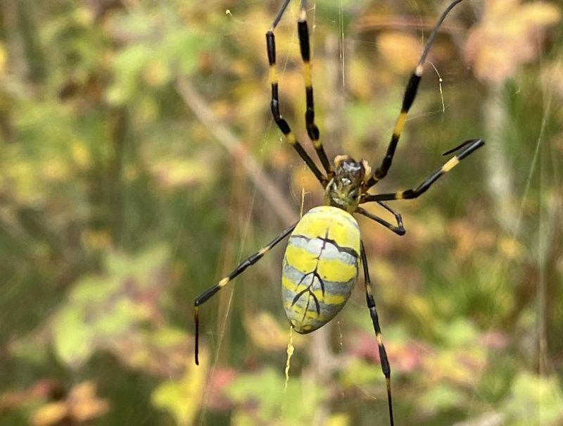 Fall is when Jorō spiders become impossible to miss Fall is when Jorō spiders become impossible to miss