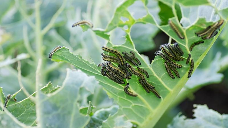 Fall kale can face looper pressure in Central Texas