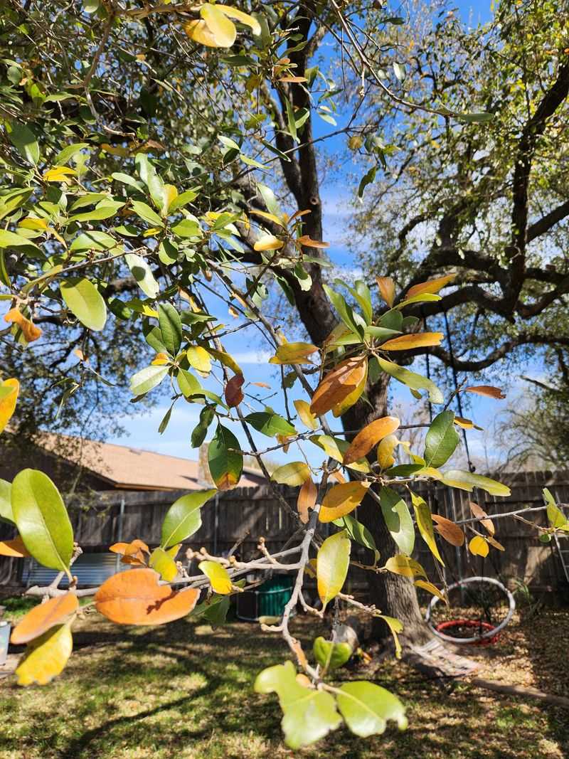 Fall leaf drop is a clue, not a diagnosis