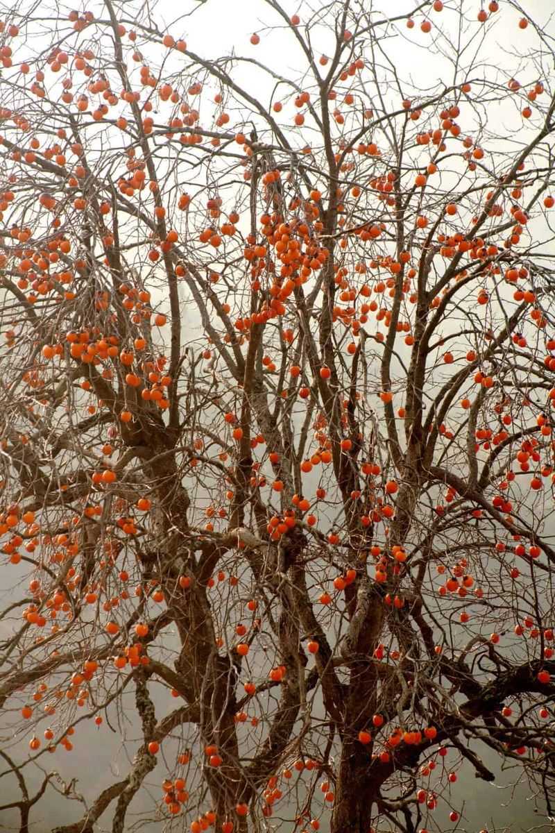 Fall leaf drop is usually normal—and separate from fruit trouble