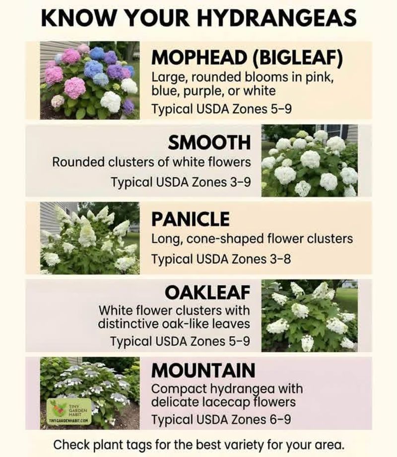 Fall matters differently for each hydrangea