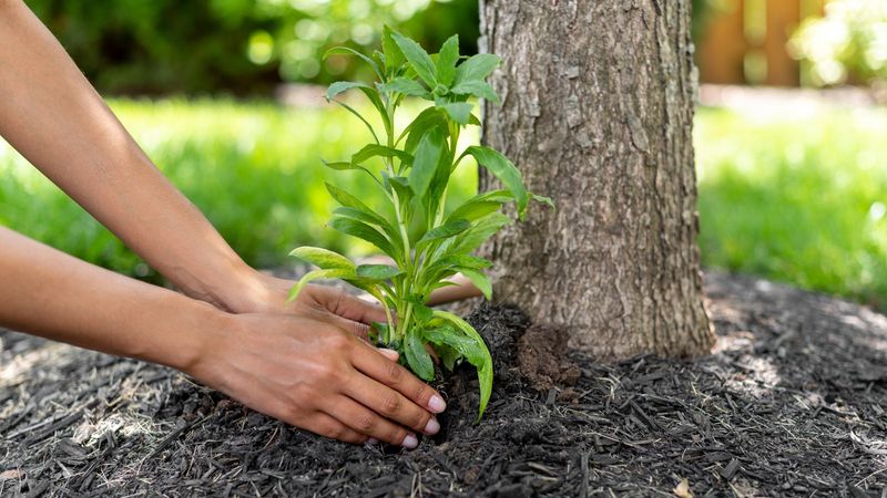 Fall may give the root system a lower-stress head start
