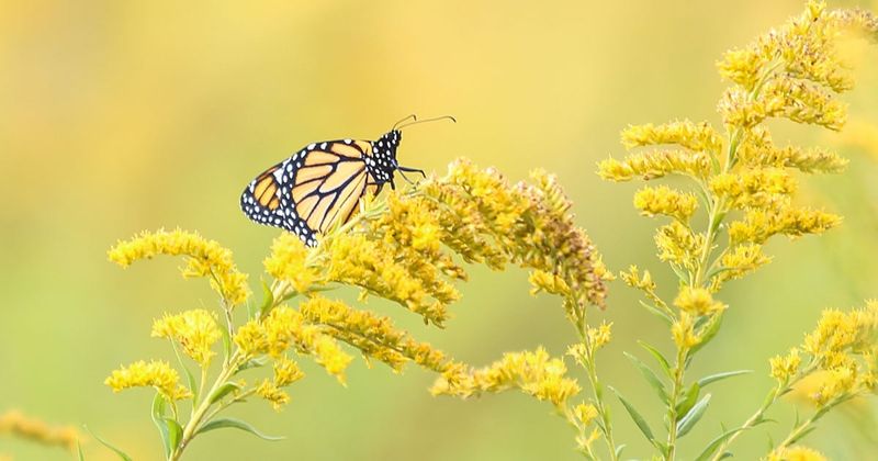 Fall nectar helps monarchs build energy for migration