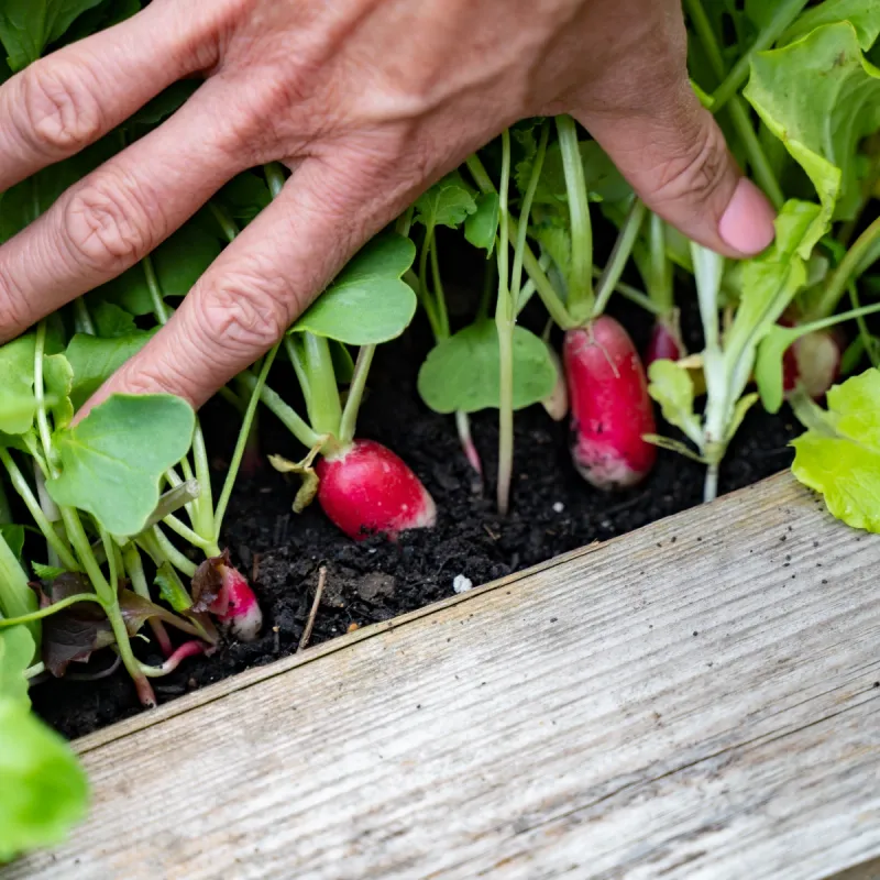 Fall timing and harvest size change the risk