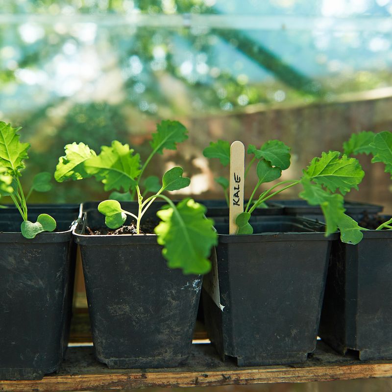 Fall timing can expose young kale to several root-zone stresses Fall timing can expose young kale to several root-zone stresses