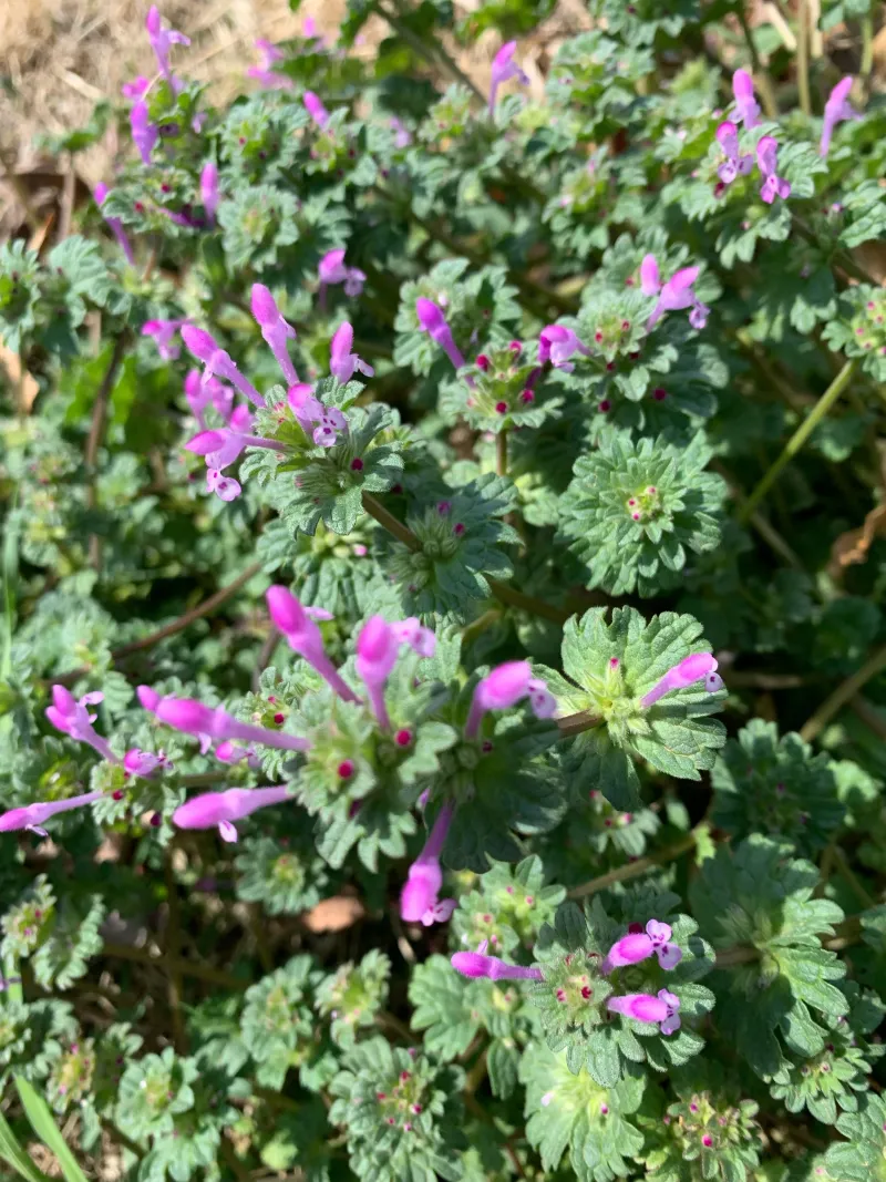 Fall treatments often target winter weeds Fall treatments often target winter weeds