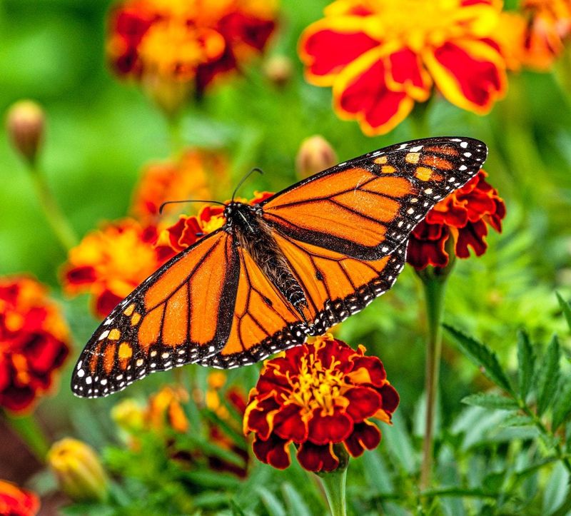 Feed Adult Monarchs With Flowers, Not a Routine Feeder