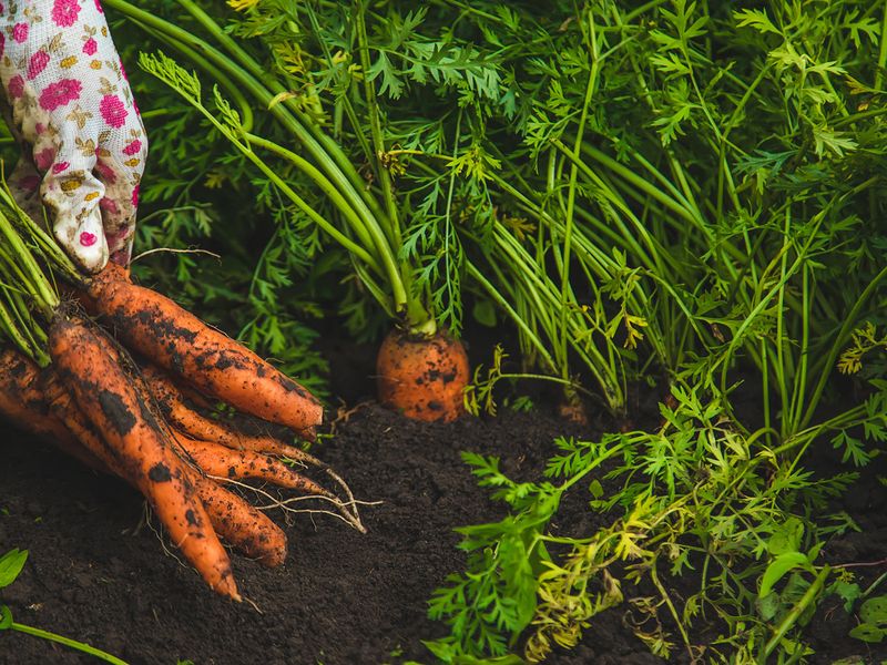 Feed modestly and keep moisture consistent