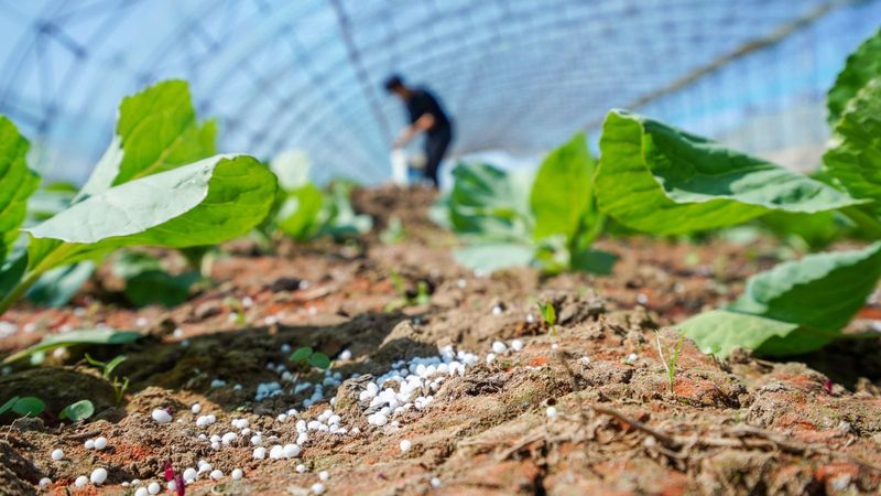 Feed turnips by soil results and growth stage Feed turnips by soil results and growth stage