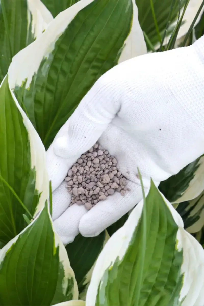 Feeding at the Wrong Time or With Too Much Nitrogen Feeding at the Wrong Time or With Too Much Nitrogen