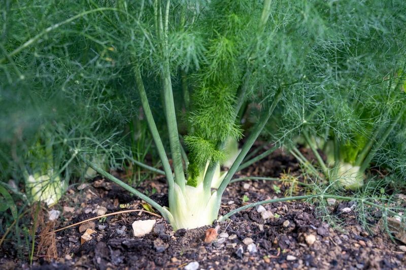 Fennel Fennel