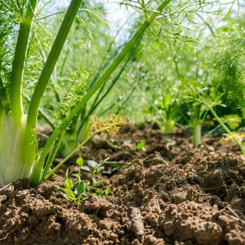 Fennel
