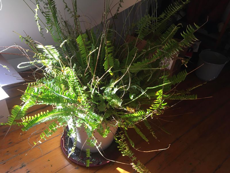 Ferns (Boston and Others)