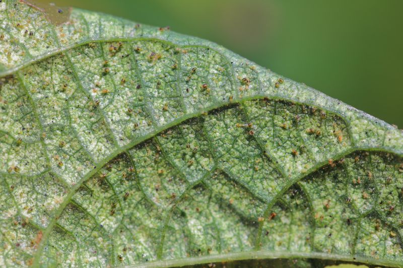 Ferns' Cousin, the Philodendron