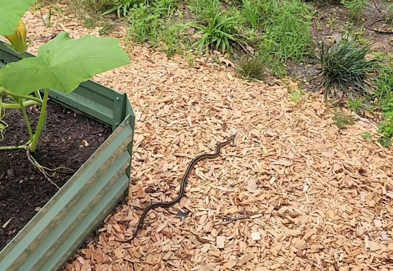 Fewer Slugs and Chewed Seedlings