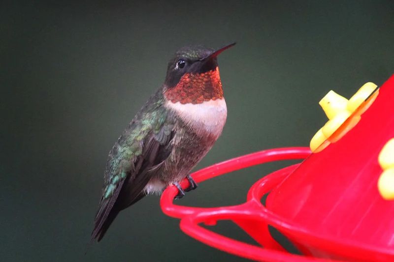 Fewer visits do not always point to the feeder