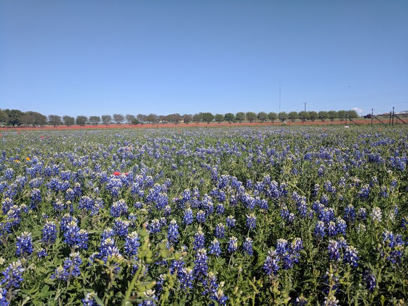 Fields of Bluebonnets in Peak Spring Bloom