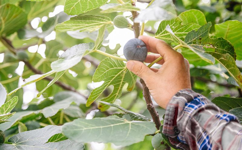 Fig Fig